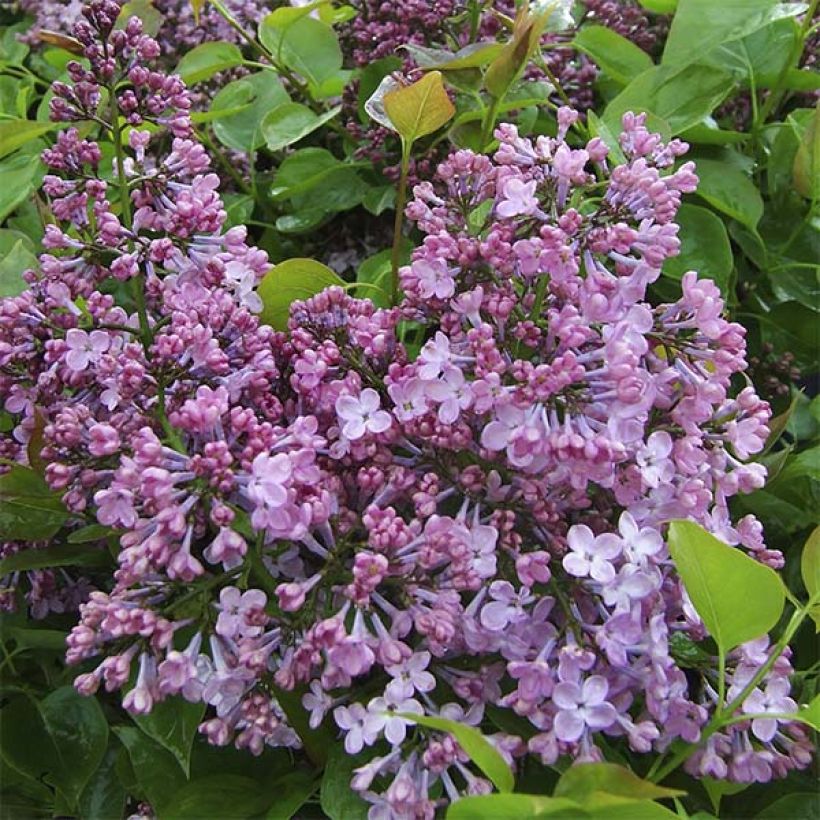 Lilas à fleurs de jacinthe - Syringa hyacinthiflora Maiden's Blush (Floraison)