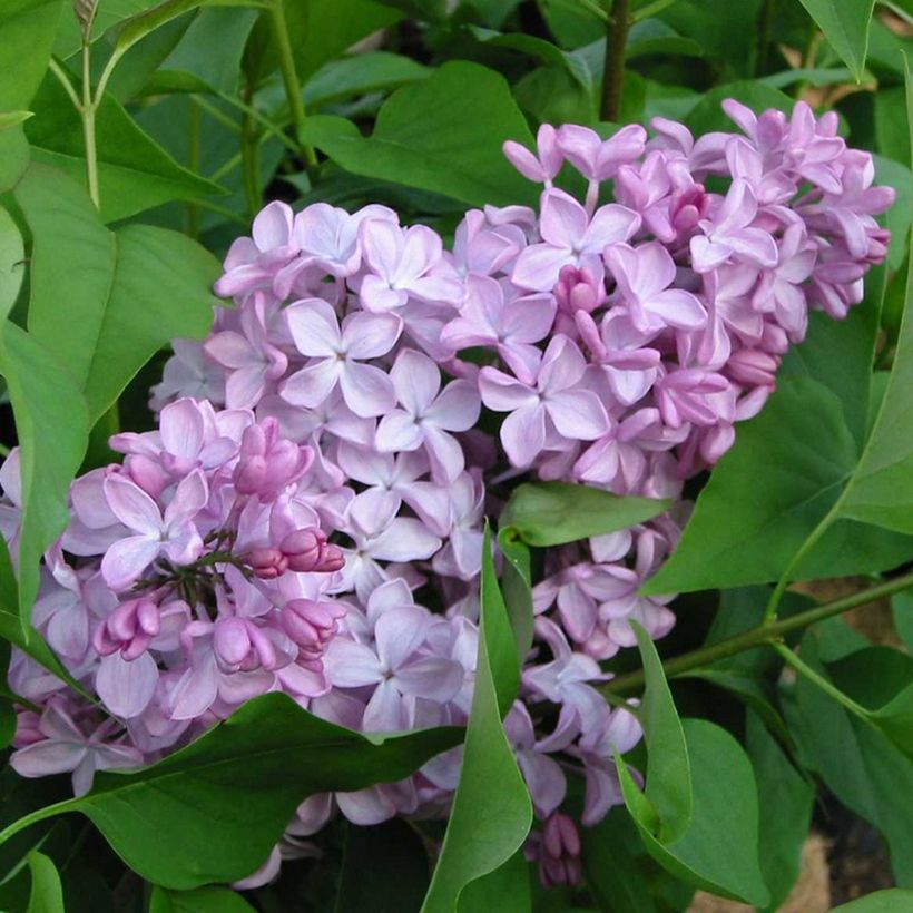 Lilas à fleurs de jacinthe - Syringa hyacinthiflora Esther Staley (Floraison)