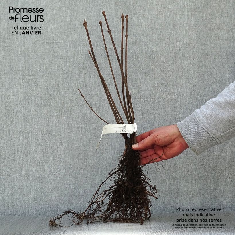 Spécimen de Lilas de Hongrie - Syringa josikaea Petites Racines nuesHauteur livrée env. 50/70cm tel que livré en hiver