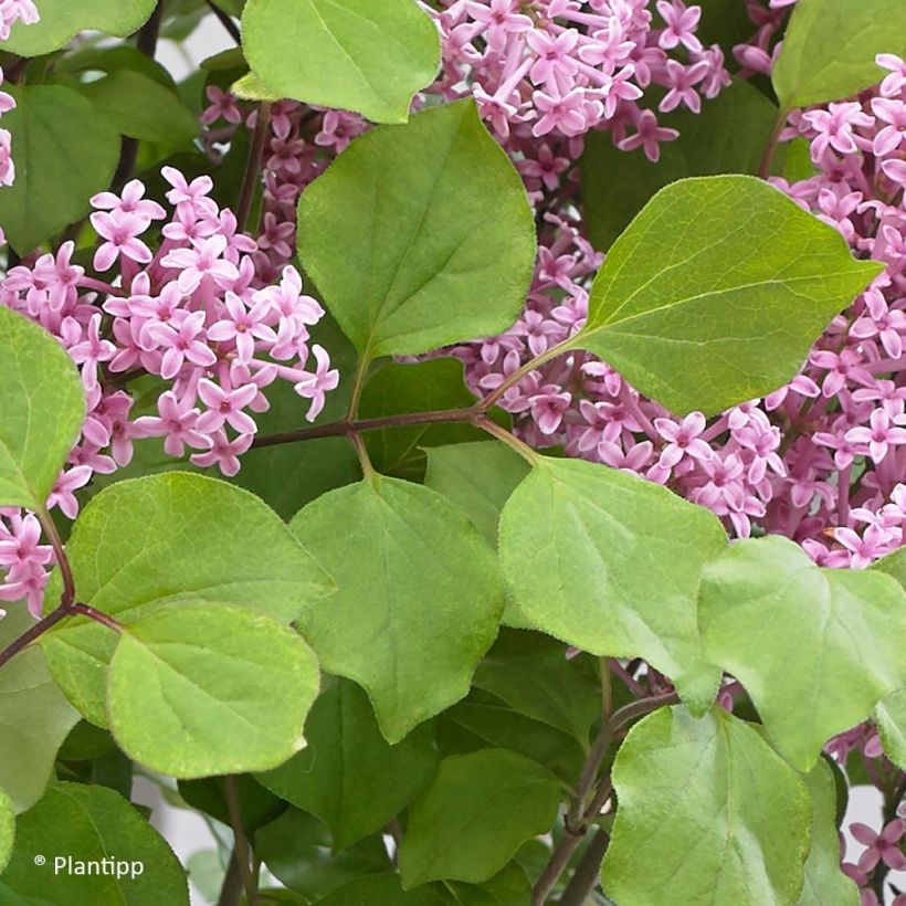 Lilas nain - Syringa meyeri Flowerfesta Pink (Feuillage)