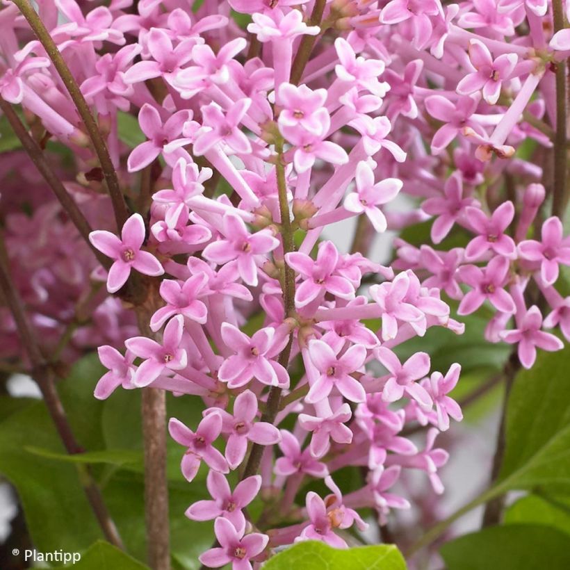 Lilas nain - Syringa meyeri Flowerfesta Pink (Floraison)