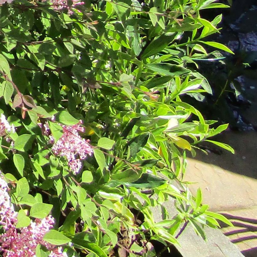 Lilas - Syringa meyeri Palibin (Feuillage)