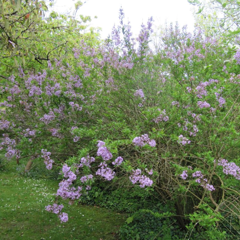 Lilas de Perse - Syringa persica Laciniata (Port)