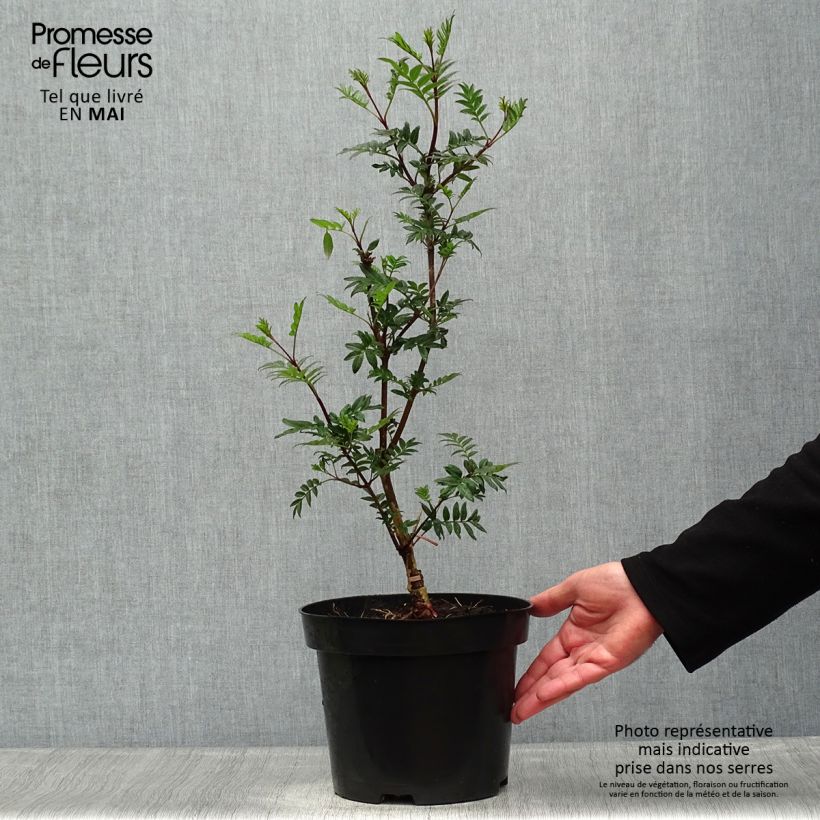 Spécimen de Lilas à feuilles pennées - Syringa pinnatifolia Pot de 4L/5L tel que livré au printemps