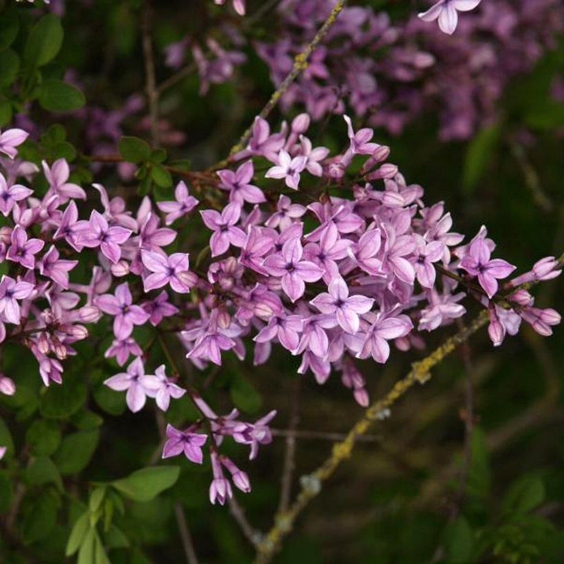 Lilas - Syringa protolaciniata Kabul (Floraison)