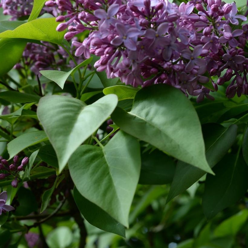 Lilas -  Syringa vulgaris (Feuillage)