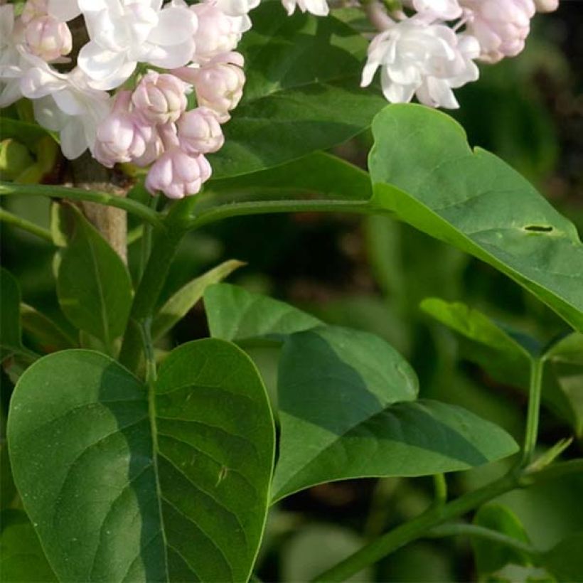 Lilas - Syringa vulgaris Belle de Moscou (Feuillage)