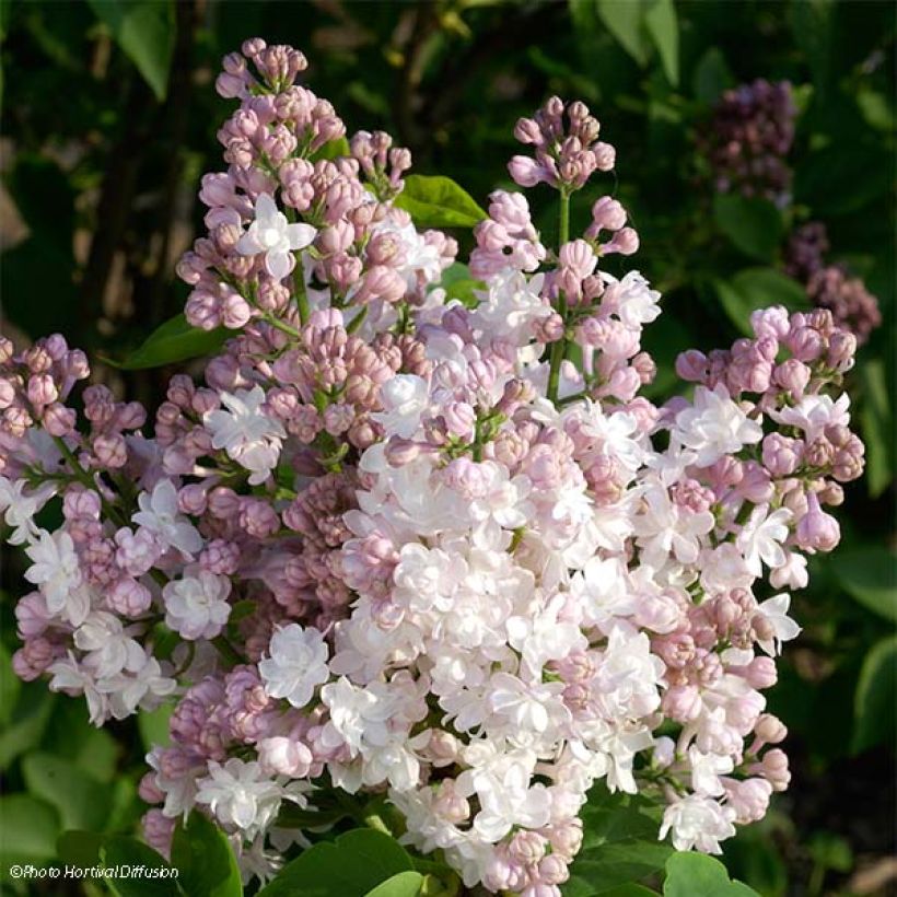 Lilas - Syringa vulgaris Belle de Moscou (Floraison)