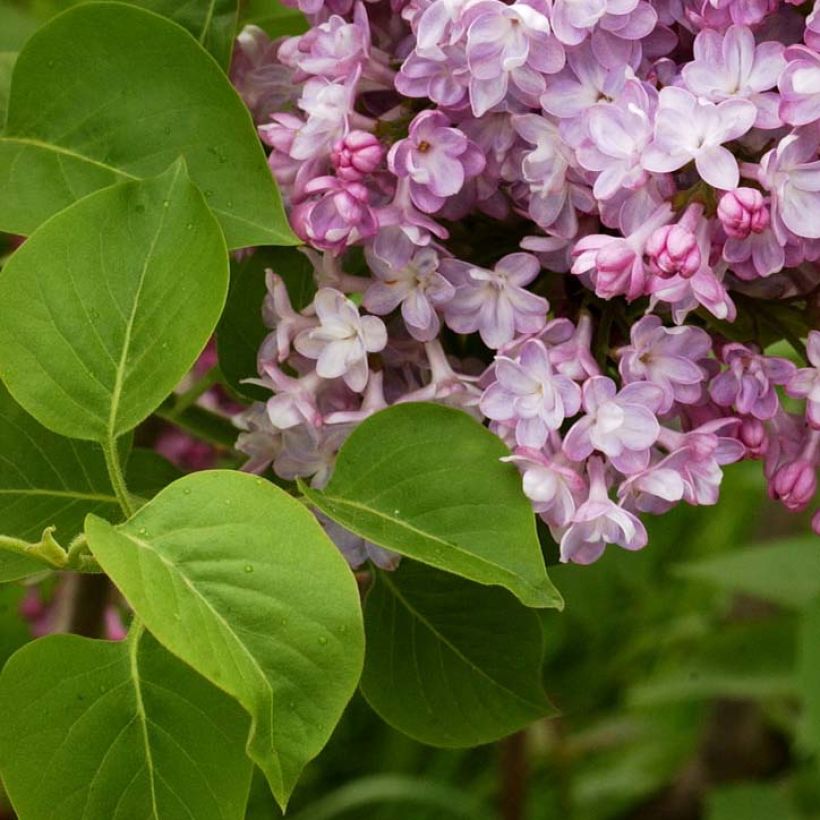 Lilas - Syringa vulgaris Belle de Nancy (Feuillage)