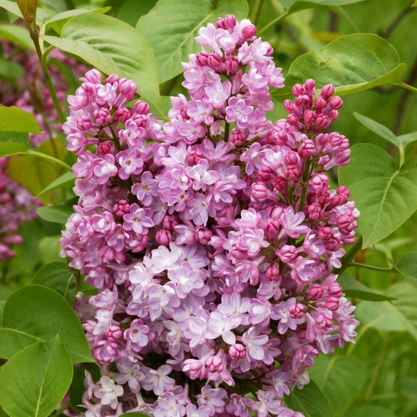 Lilas - Syringa vulgaris Belle de Nancy (Floraison)