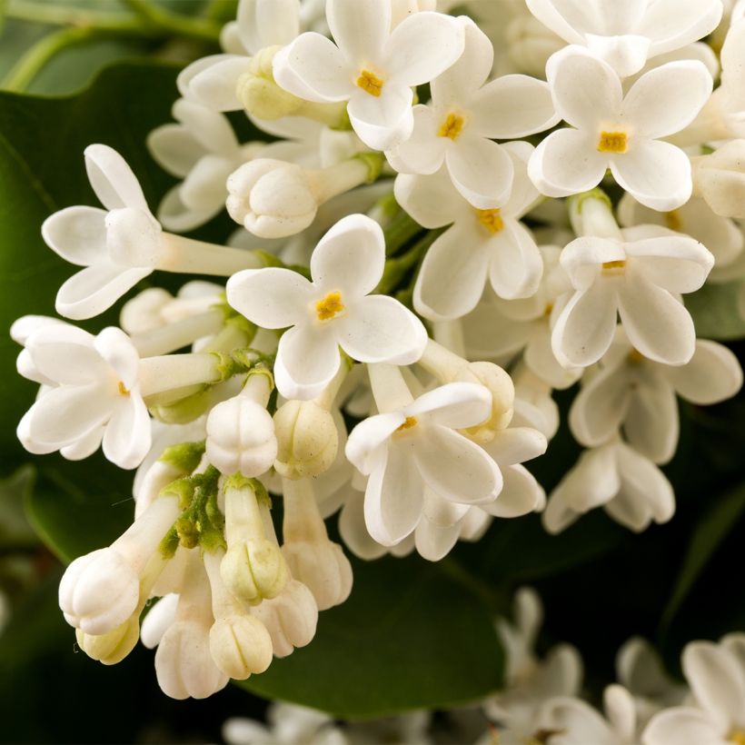 Lilas commun - Syringa vulgaris Comtesse D'harcourt (Floraison)