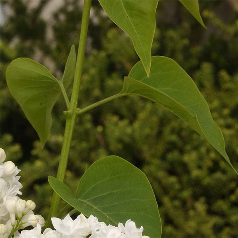 Lilas - Syringa vulgaris Dentelle d'Anjou (Feuillage)
