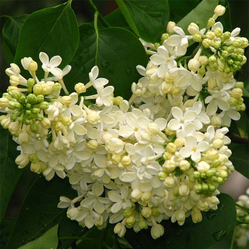 Lilas - Syringa vulgaris Dentelle d'Anjou (Floraison)
