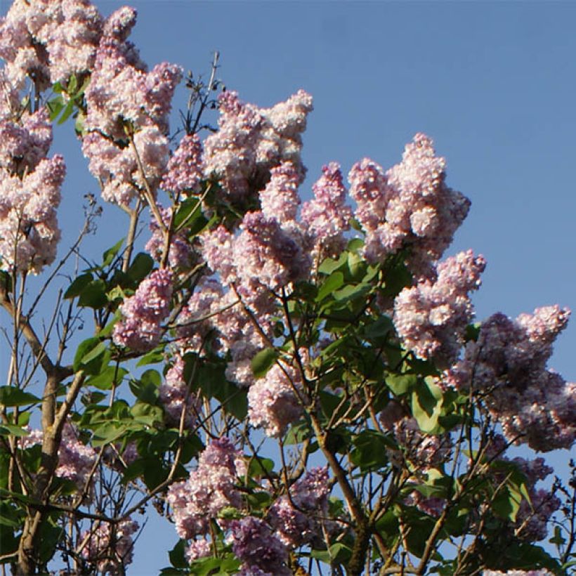 Lilas - Syringa vulgaris Katherine Havemeyer  (Floraison)