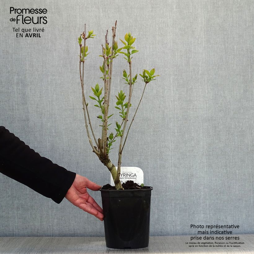 Spécimen de Lilas - Syringa vulgaris Michel Buchner en pot de 4/5L tel que livré au printemps