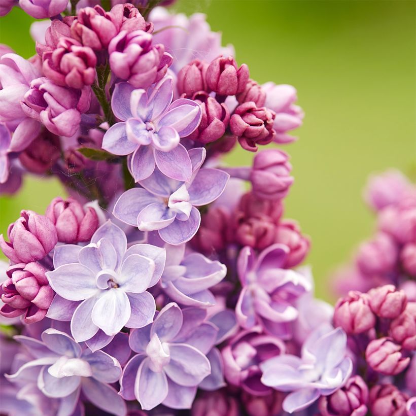 Lilas commun - Syringa vulgaris Paul Thirion (Floraison)