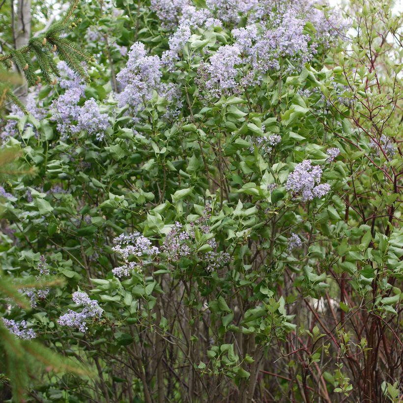 Lilas - Syringa vulgaris Président Grevy (Port)