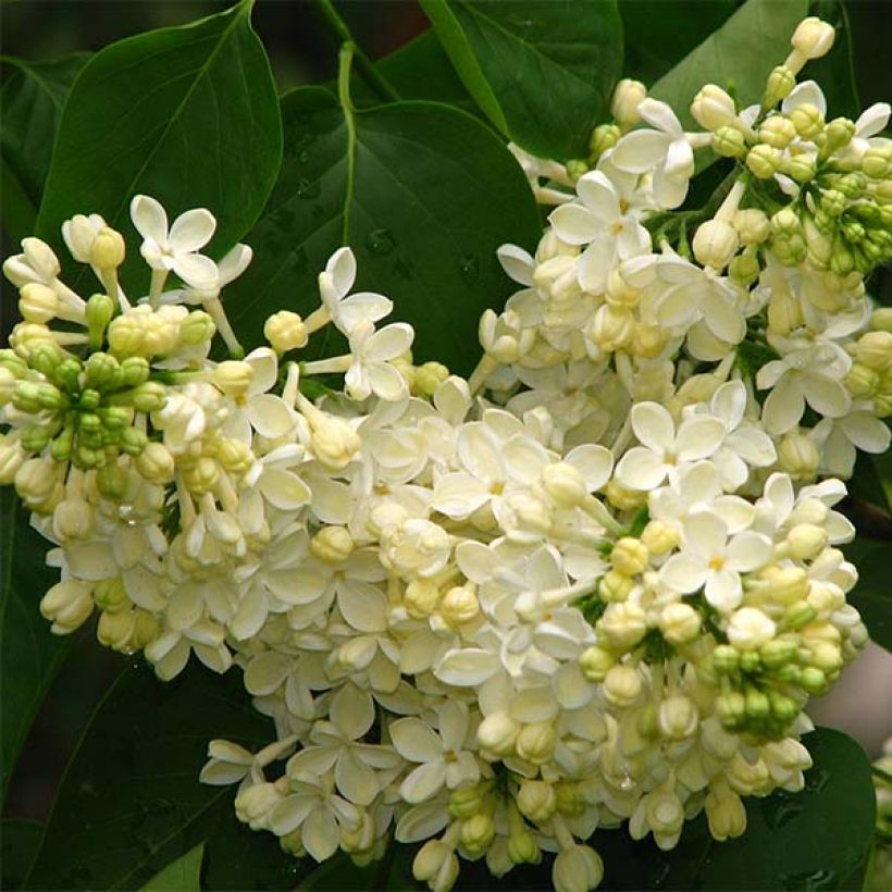 Lilas - Syringa vulgaris Primrose (Floraison)