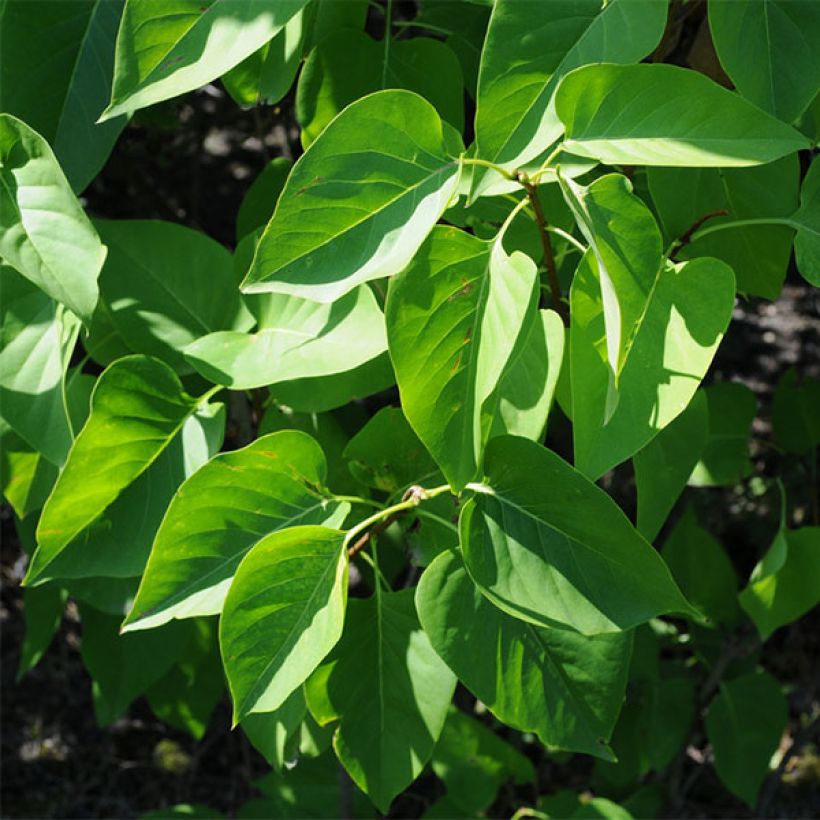 Lilas - Syringa vulgaris Prince Wolkonsky (Feuillage)