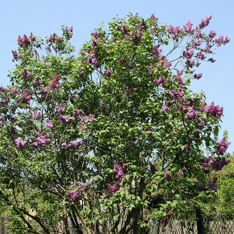 Lilas - Syringa vulgaris Prince Wolkonsky (Port)