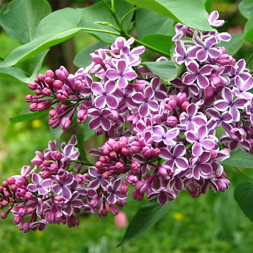 Lilas Sensation - Syringa vulgaris (Floraison)