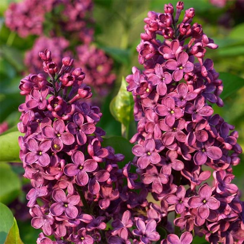 Lilas - Syringa vulgaris Souvenir de Louis Spaeth (Floraison)