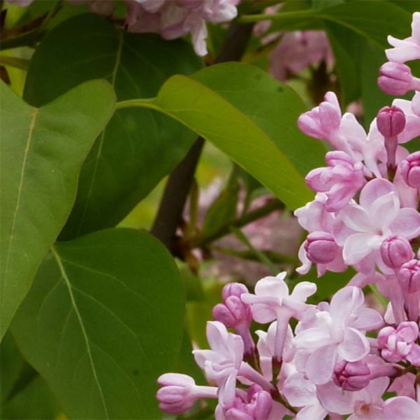 Lilas - Syringa vulgaris Zhemchuzhina (Feuillage)