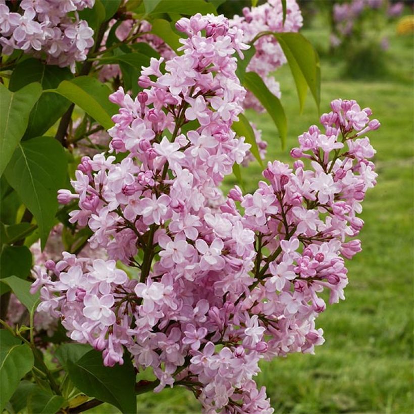 Lilas - Syringa vulgaris Zhemchuzhina (Floraison)