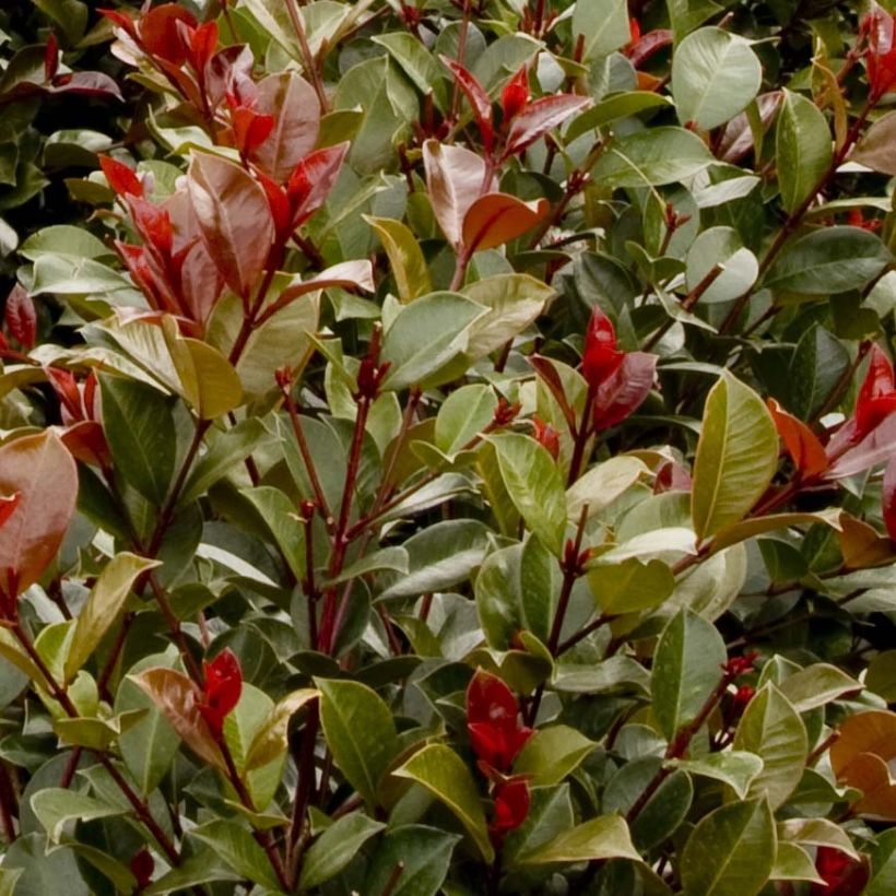 Syzygium australe Big Red (Feuillage)