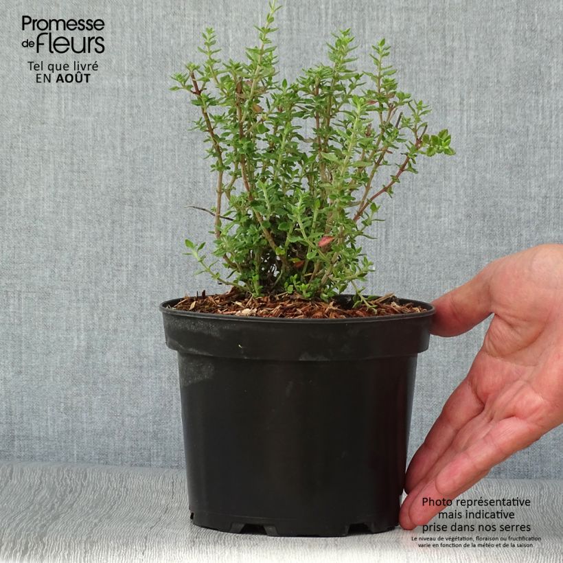 Spécimen de Teucrium lucidrys - Germandrée en pot de 2L/3L tel que livré en été