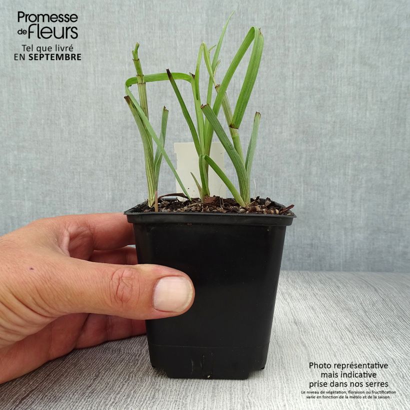 Spécimen de Tradescantia virginiana Brevicaulis - Ephémère de Virginie tel que livré en automne
