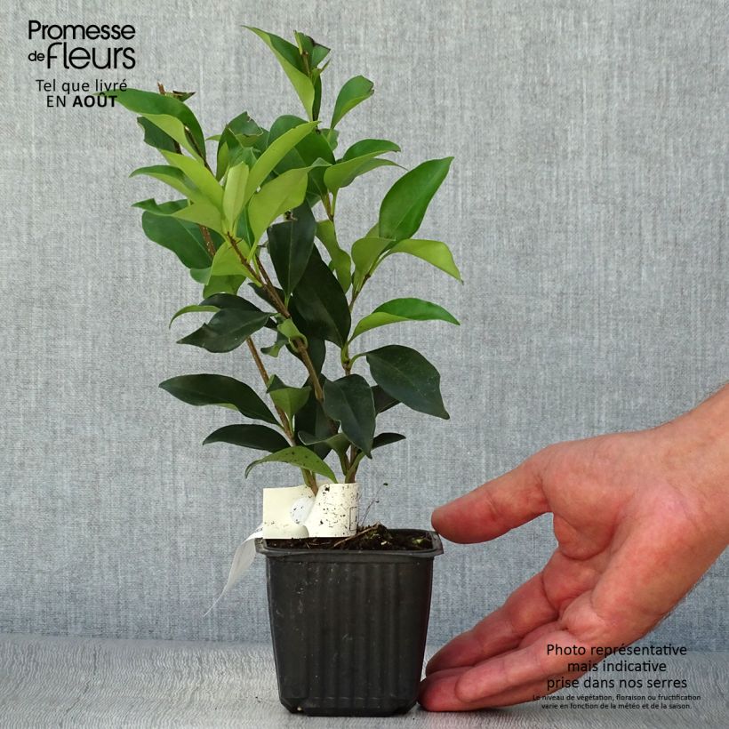 Spécimen de Troène du Japon - Ligustrum japonicum Pot de 1,5L/2L tel que livré en été