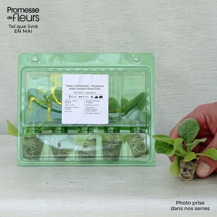 Spécimen de Tabac d'ornement - Nicotiana alata Vedado Rose Pink Mini-motte 4 cm tel que livré au printemps