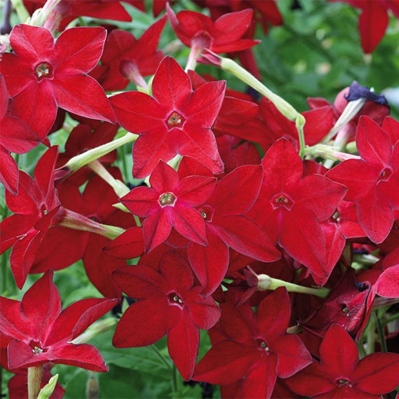 Tabac d'ornement Perfume Red - Nicotiana (Floraison)