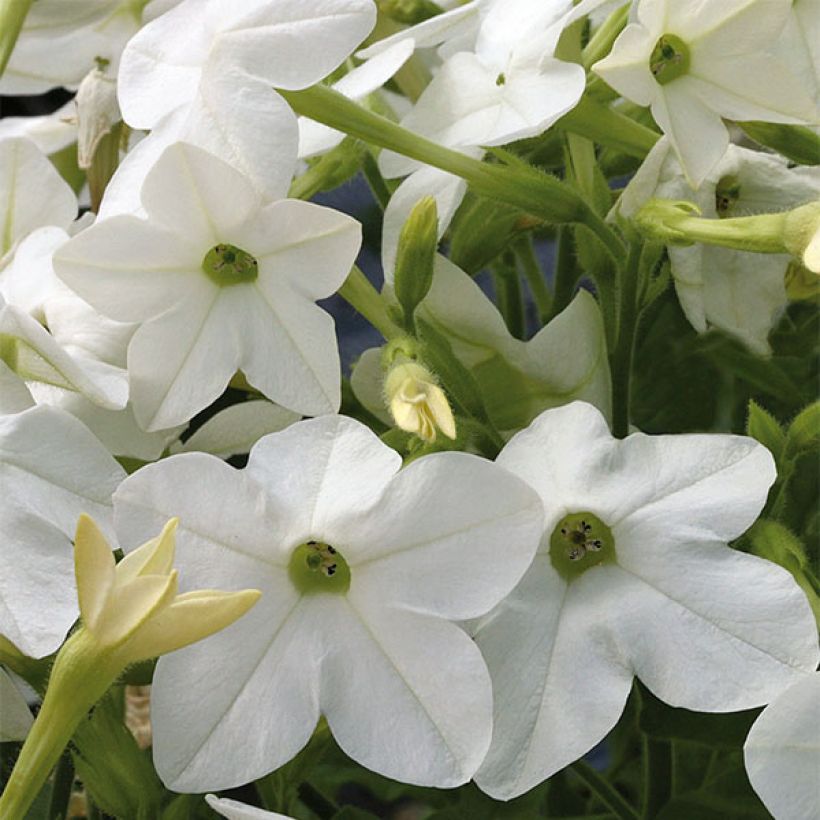 Tabac d'ornement Perfume White - Nicotiana (Floraison)