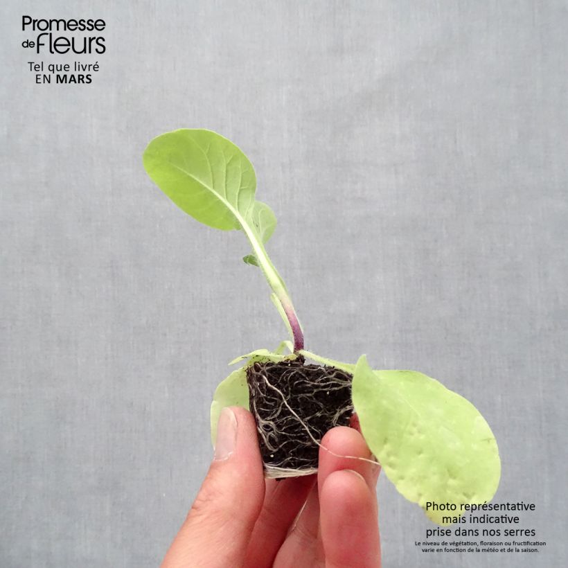 Spécimen de Tabac d'ornement - Nicotiana Marshmallow Mini-motte 3,5 cm tel que livré au printemps