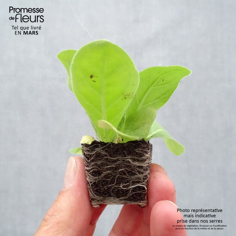 Spécimen de Tabac d'ornement - Nicotiana sylvestris Mini-motte 4 cm tel que livré au printemps