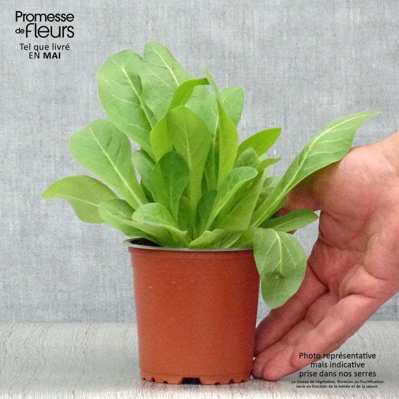 Spécimen de Tabac d'ornement - Nicotiana sylvestris - godet de 8/9cm tel que livré au printemps
