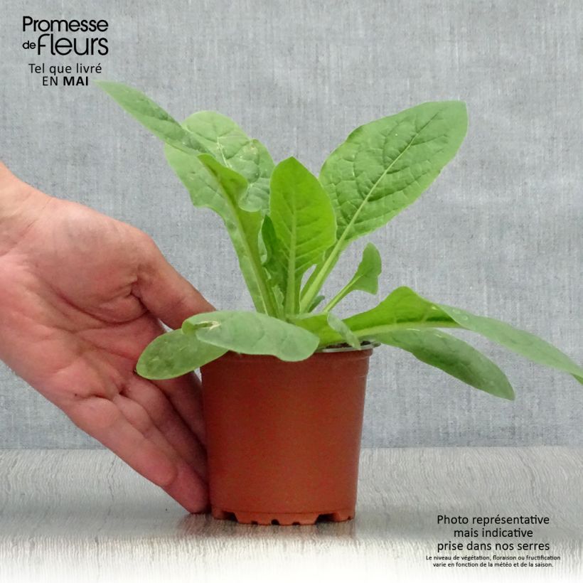 Spécimen de Tabac d'ornement Perfume Red - Nicotiana - godet de 8/9cm tel que livré au printemps