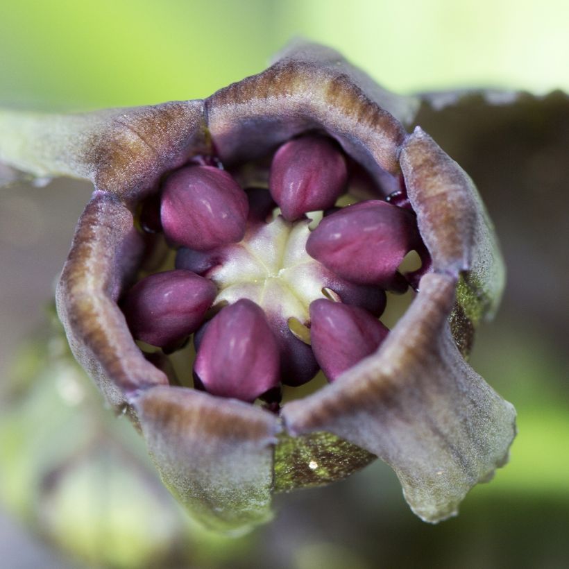 Tacca integrifolia Nivea - Fleur Chauve-souris (Floraison)