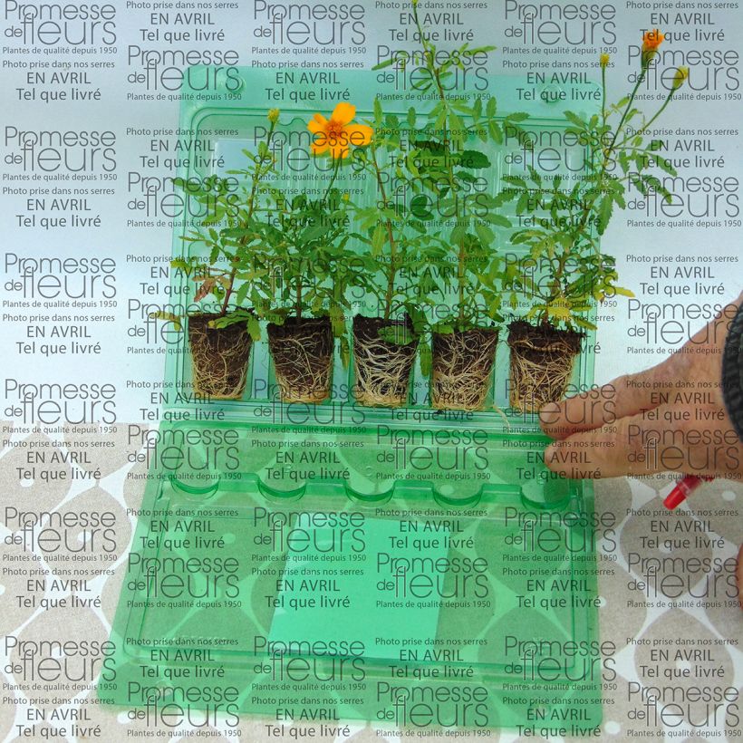 Exemple de spécimen de Tagetes Gold Medal - Oeillet d'Inde stérile Mini-motte 4 cm tel que livré