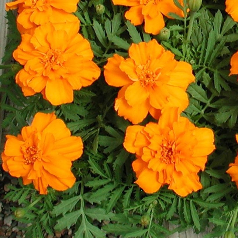 Oeillet d'Inde Queen Orange Mini-mottes (Feuillage)