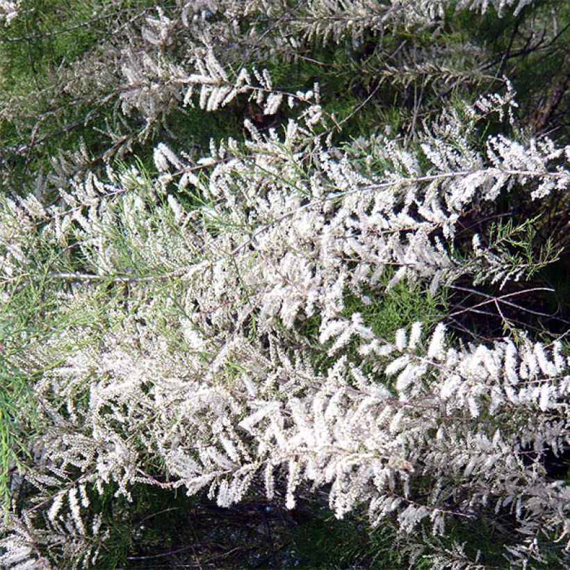 Tamaris ramosissima Hulsdonk White (Floraison)