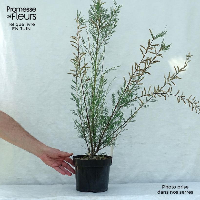 Spécimen de Tamaris ramosissima Hulsdonk White Pot de 3L/4L tel que livré en été