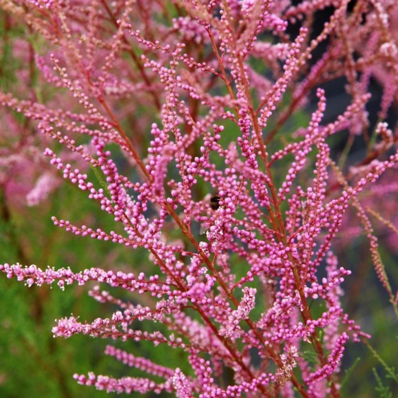 Tamaris ramosissima Rubra - Tamaris d'été (Floraison)