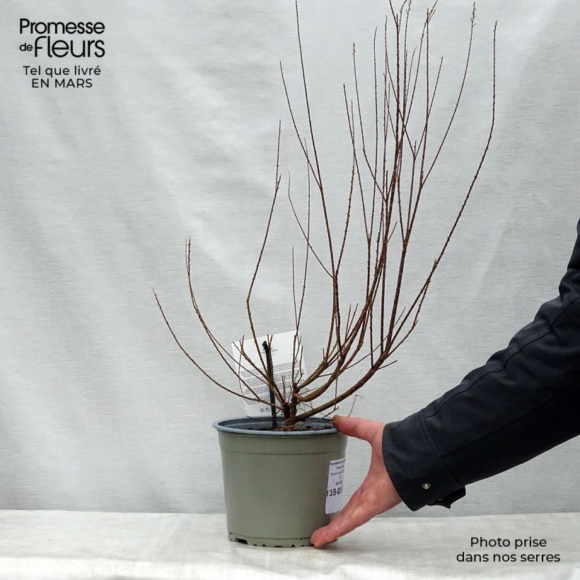 Spécimen de Tamaris ramosissima Rubra - Tamaris d'été Pot de 3L/4L tel que livré au printemps