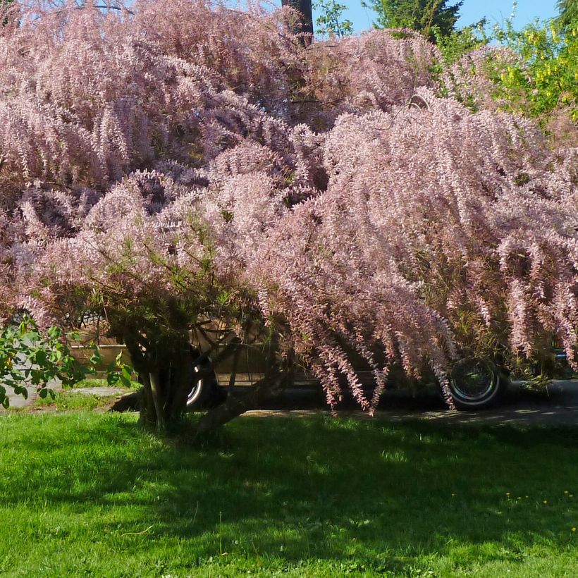 Tamarix tetrandra - Tamaris de printemps (Port)