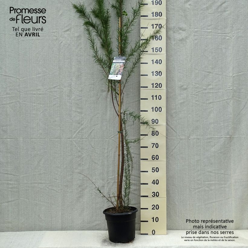 Spécimen de Tamarix gallica - Tamaris français, Tamaris commun - Pot de 7,5L/10L tel que livré au printemps