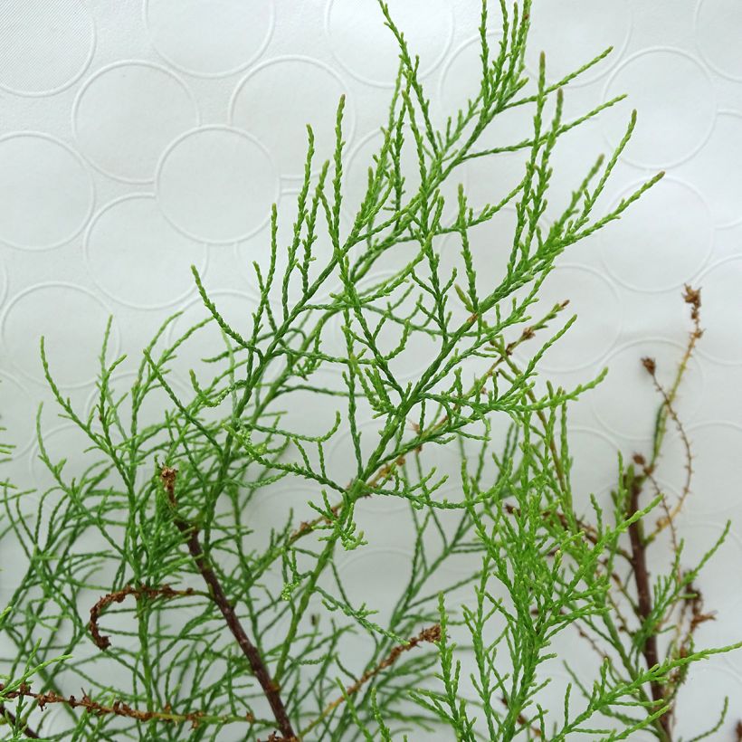 Tamarix parviflora - Tamaris de printemps (Feuillage)