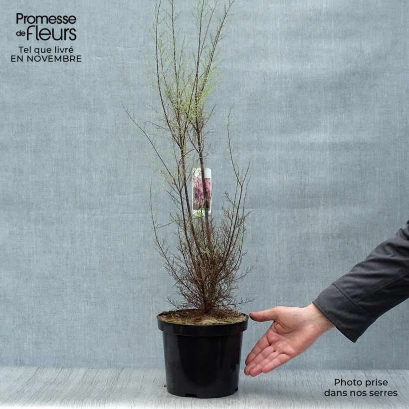 Spécimen de Tamarix parviflora - Tamaris de printemps Pot de 3L/4L tel que livré en automne
